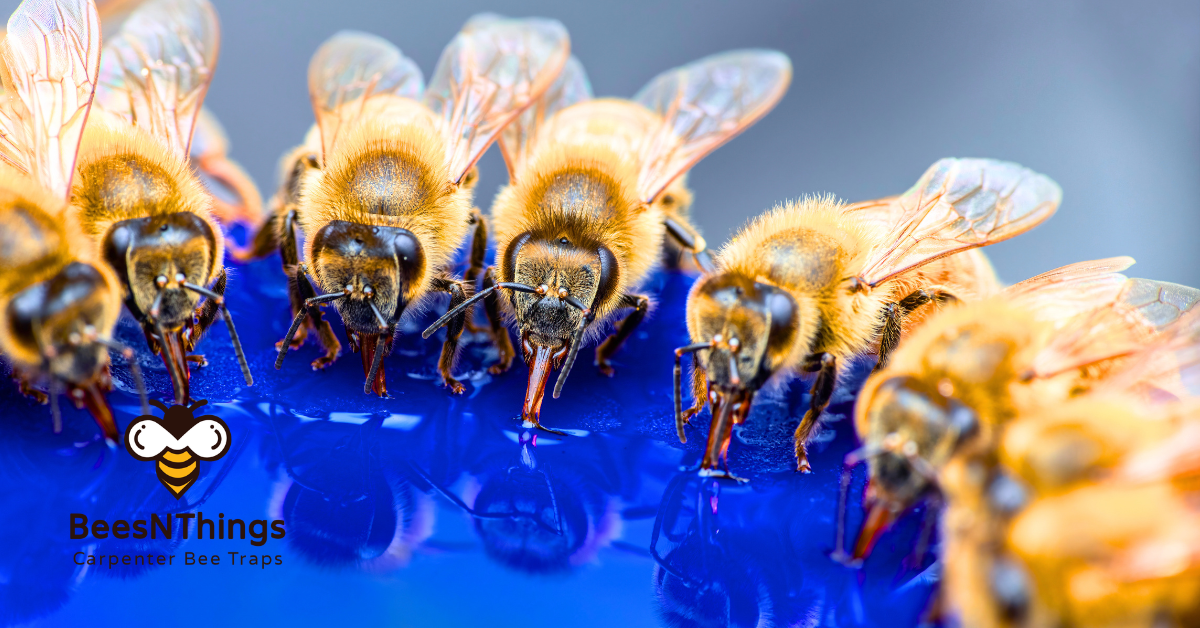 Inside the Lifecycle of Carpenter Bees: What Homeowners Need to Know