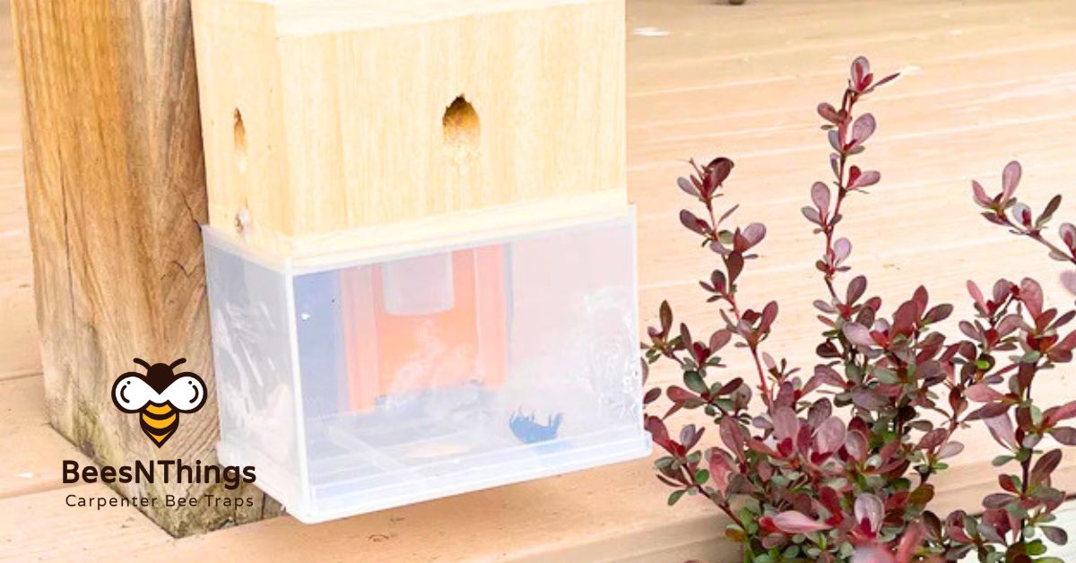 Eco‑Friendly Carpenter Bee Traps: How They Protect Wood Structures Without Harm