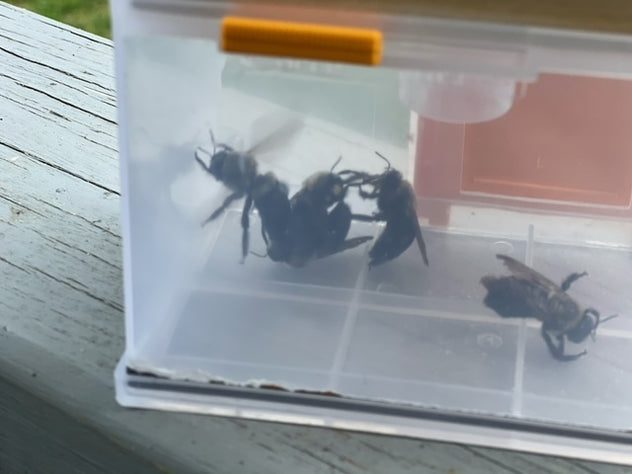 Carpenter Bee Trap